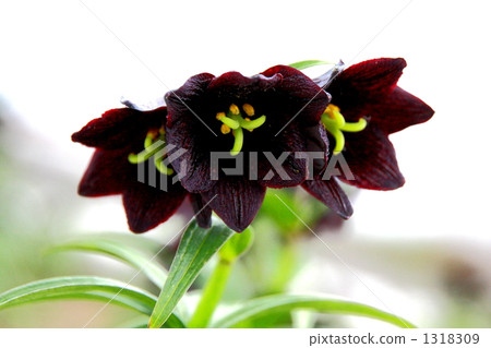 black lily, fritillaria camschatcensis, kamchatka fritillary 1318309