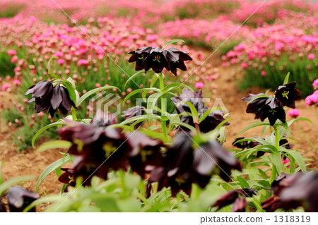 black lily, fritillaria camschatcensis, kamchatka fritillary 1318319
