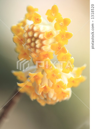 edgeworthia chrysantha, paperbush, pacific blackdragon 1318520