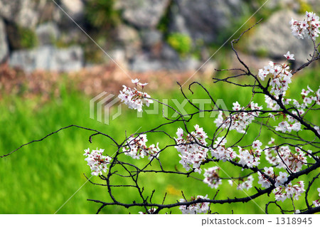 吉野櫻花樹 櫻花 櫻 1318945