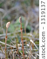 horsetail, botanic, botanical 1319137
