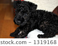A puppy 1319168