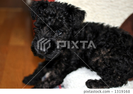 一隻小狗 1319168