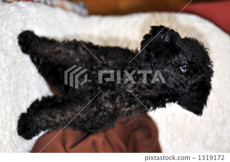 一隻小狗 1319172