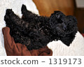 A puppy 1319173