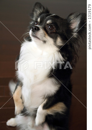 奇瓦瓦站立兩足動物 奇瓦瓦站立兩足動物 1319179