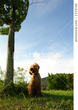 和寵物一起散步 和寵物一起散步 1319186