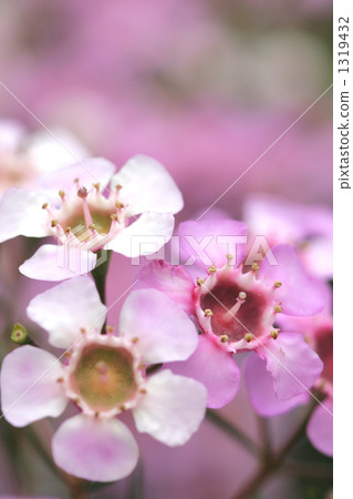 Wax flower crown type stamen 1319432
