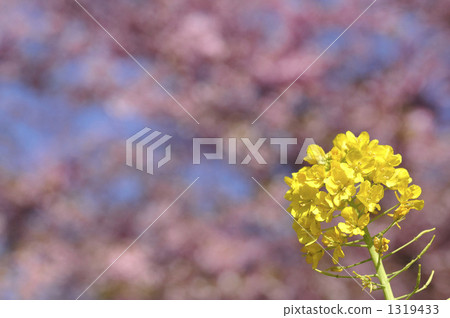 Rape blossoms 1319433