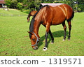 Horses grazing Horses grazing 1319571