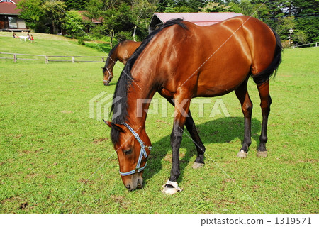 Horses grazing 1319571