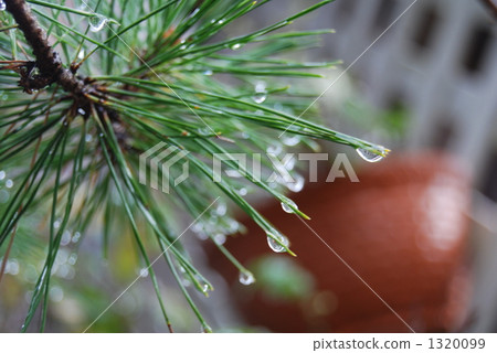 pine needles, drop, drip 1320099