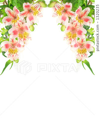 Alstroemeria Alstroemeria 1320235