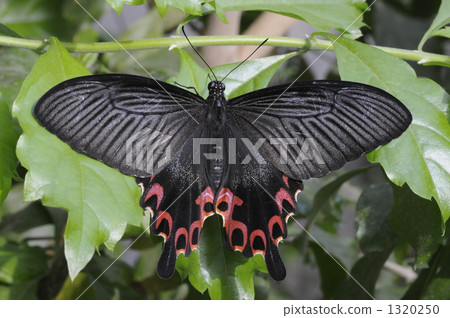 中國孔雀 鳳蝶 蝴蝶 1320250
