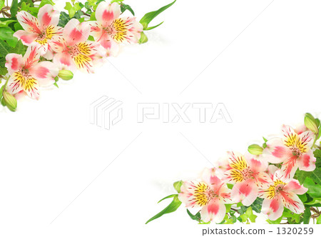 Alstroemeria Alstroemeria 1320259