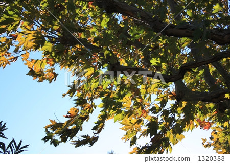 horse chestnut tree, south france, provence 1320388