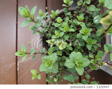 planting tree, foliage plant, flowerpot 1320447