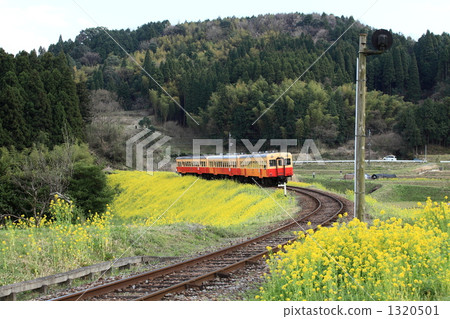 春天小湊鐵路 1320501
