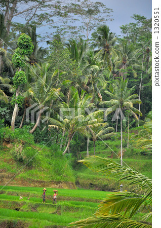 烏布賴斯露台 烏布賴斯露台 1320551