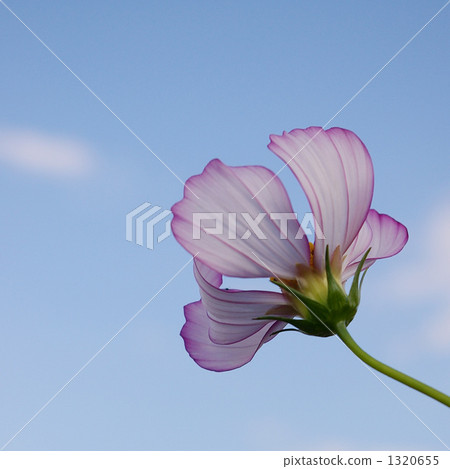single flower, single wheel, cosmos 1320655