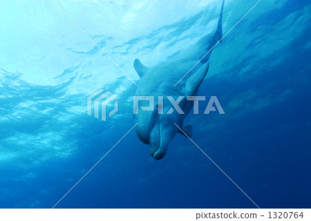 indo-pacific bottlenose dolphin, dolphin, dolphins 1320764