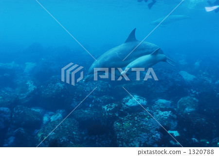 indo-pacific bottlenose dolphin, dolphin, tursiops aduncus 1320788