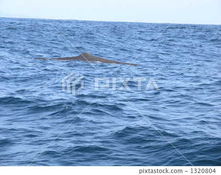 鯨魚 劍魚 抹香鯨 1320804