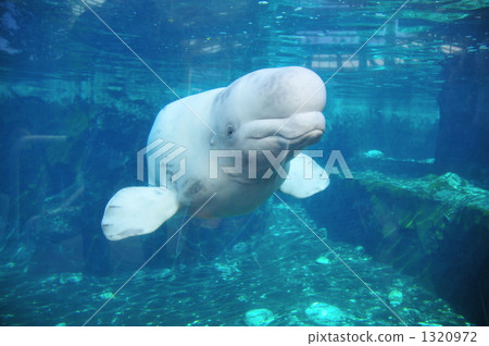 Silk dolphin 1320972