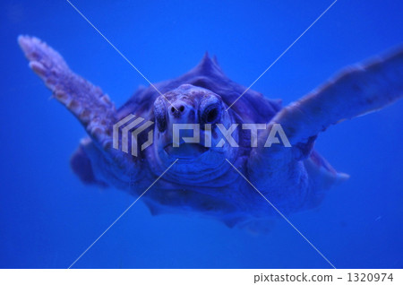 sea turtle, turtle, facade 1320974