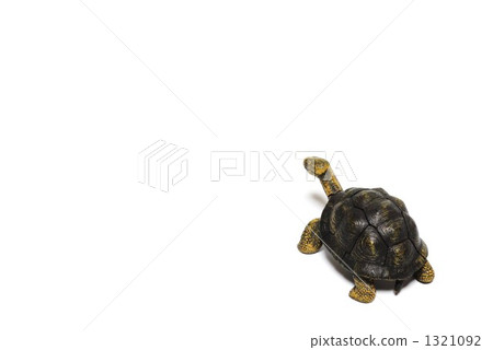 turtle  1321092