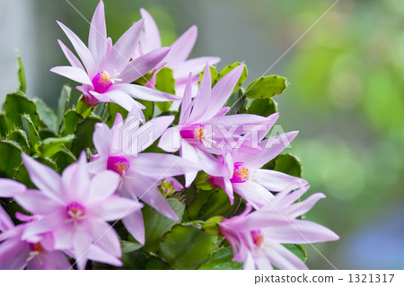 仙人掌花 1321317