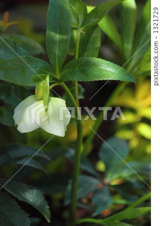 Christmas rose 1321729