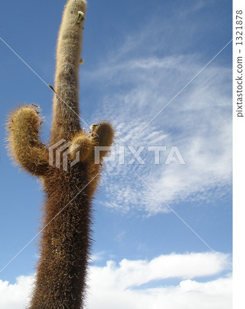 Cacti and sky 1321878