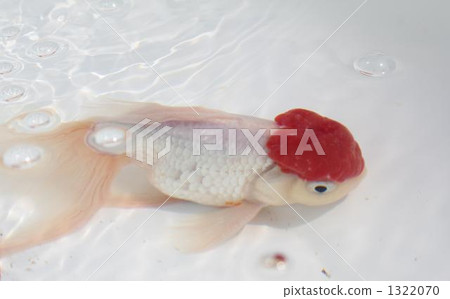 Goldfish on the waterside 1322070