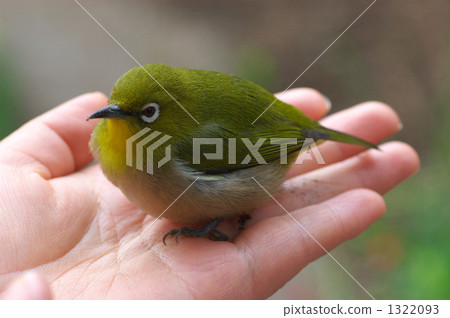 掌心的掌心 掌心的掌心 1322093