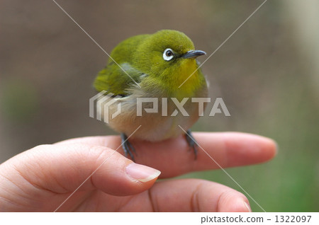 掌心的掌心 掌心的掌心 1322097