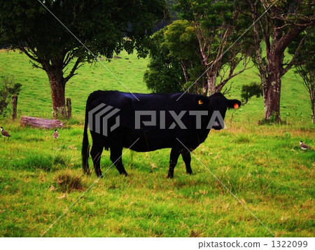 黑牛 1322099