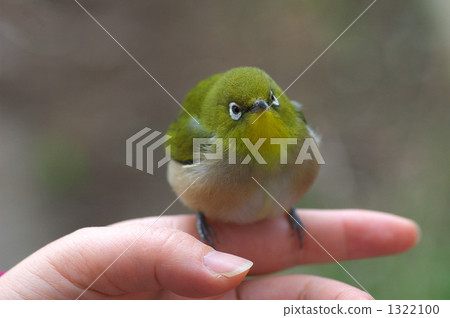 掌心的掌心 掌心的掌心 1322100