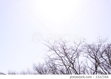 死樹 樹木 樹 1322388