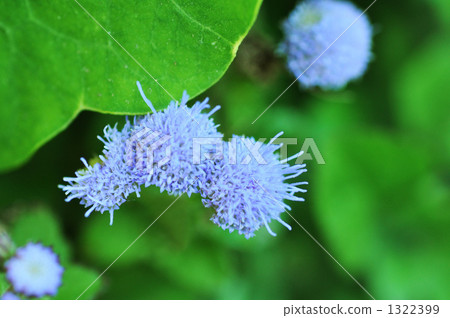 Early summer blue flower Fuji Bakama Early summer blue flower Fuji Bakama 1322399