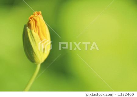 小yamabuchi草 1322400