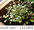 鈕扣藤 園藝 植物 1322468
