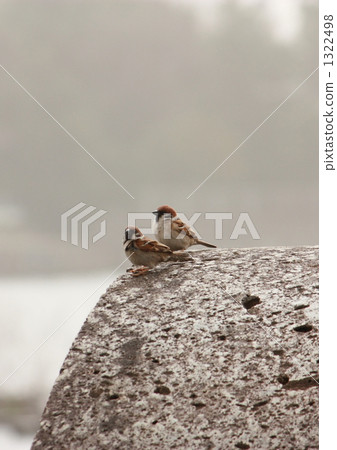 Match of sparrows 1322498