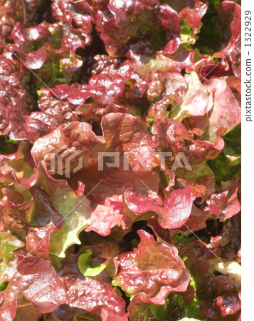 Red leaves Chima Sangchu 1322929