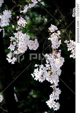 Cherry Blossoms	 1323247