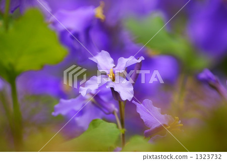 The feeling of purple green vegetables 1323732