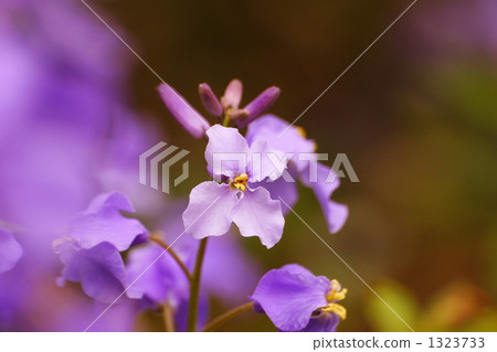 The feeling of purple green vegetables 1323733