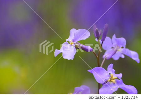 The feeling of purple green vegetables 1323734