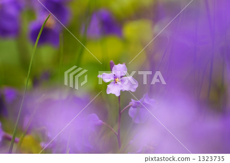 The feeling of purple green vegetables 1323735