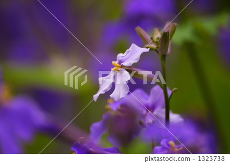 The feeling of purple green vegetables 1323738